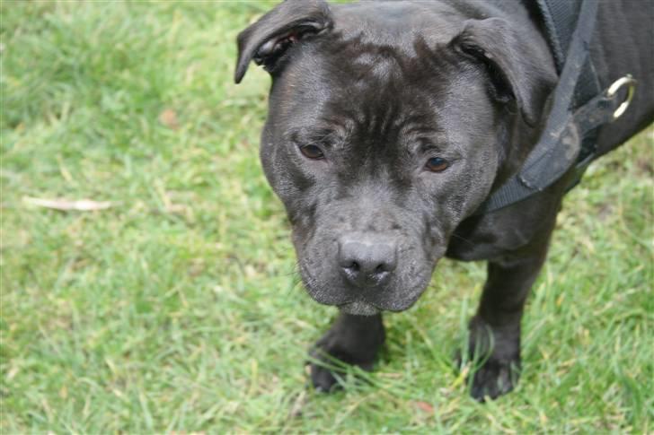 Staffordshire bull terrier Gucci billede 4
