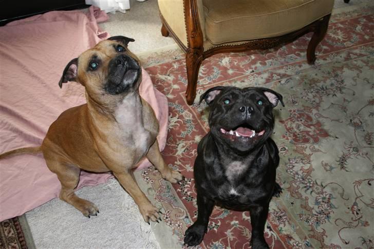 Staffordshire bull terrier Gucci billede 5