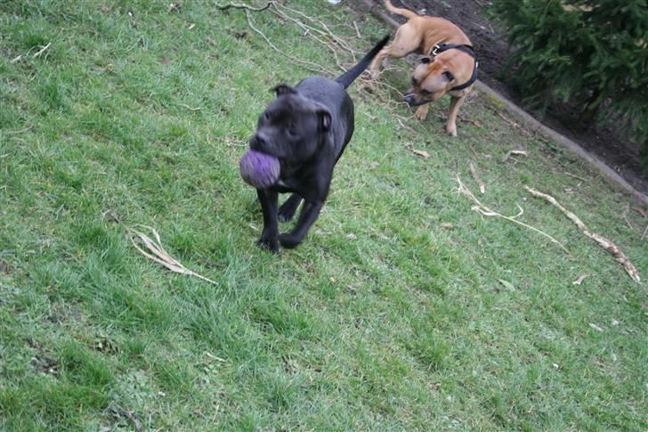 Staffordshire bull terrier Gucci billede 6