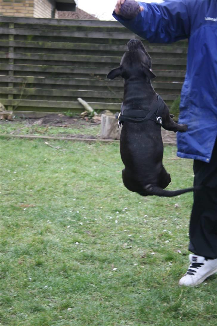 Staffordshire bull terrier Gucci billede 7