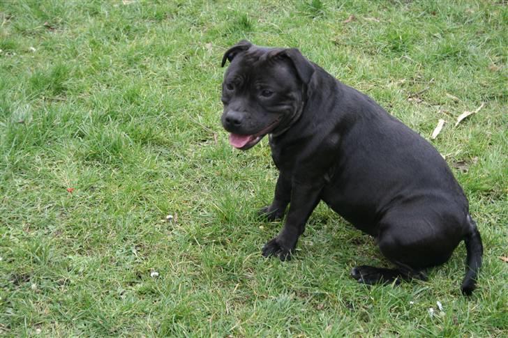 Staffordshire bull terrier Gucci billede 8