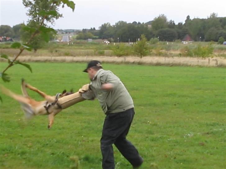 Malinois pote malin aero(fedtmule) - Ikke noget at sige til hurtig hunde skal have gode figuranter. billede 1