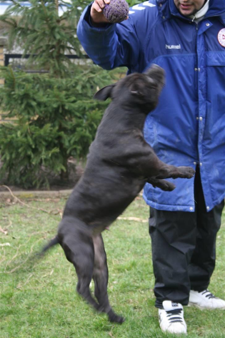 Staffordshire bull terrier Gucci billede 9