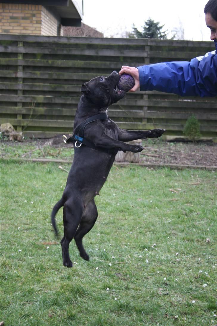 Staffordshire bull terrier Gucci billede 10