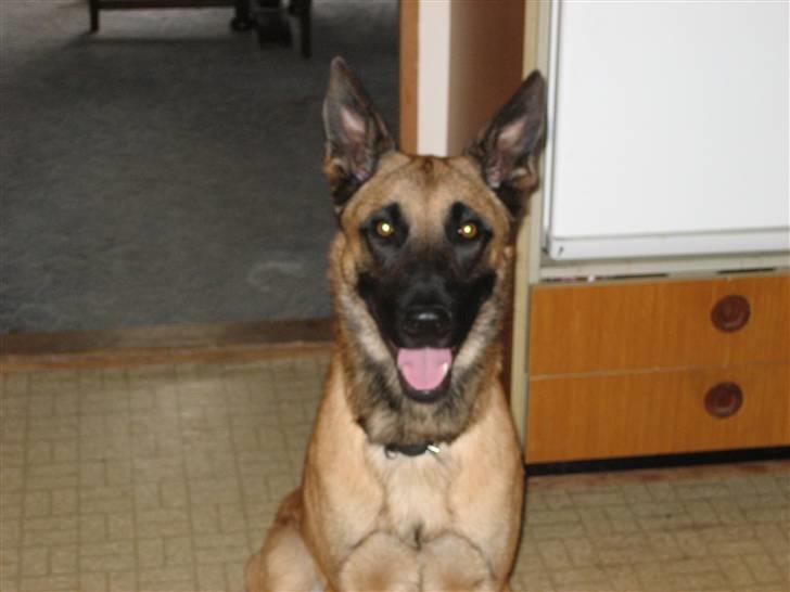 Malinois pote malin aero(fedtmule) billede 2