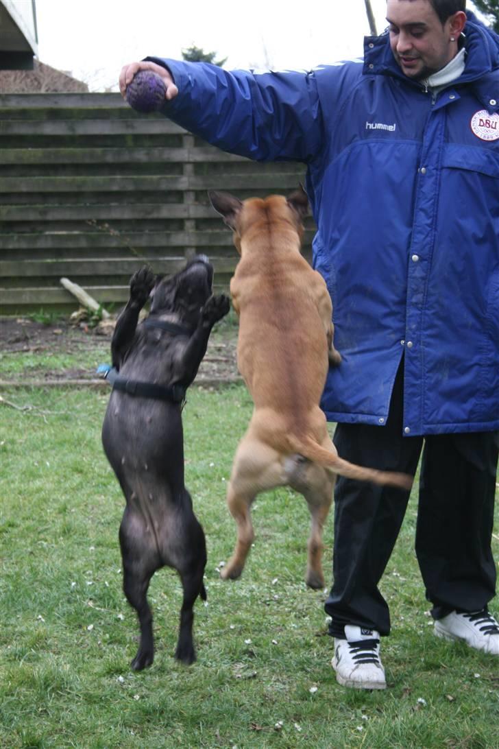 Staffordshire bull terrier Gucci billede 11