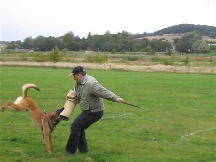 Malinois pote malin aero(fedtmule) - Desværre ret dårligt figurantarbejde som man desværre ofte ser det i PH. Det er dog på vej til at blive bedre billede 5