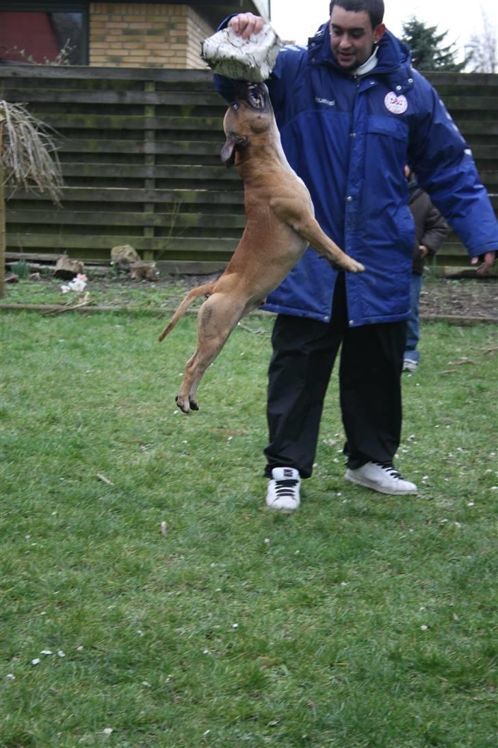 Staffordshire bull terrier Chang billede 12