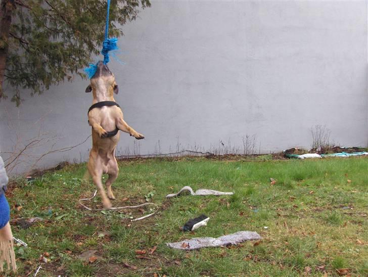 Staffordshire bull terrier Chang billede 14