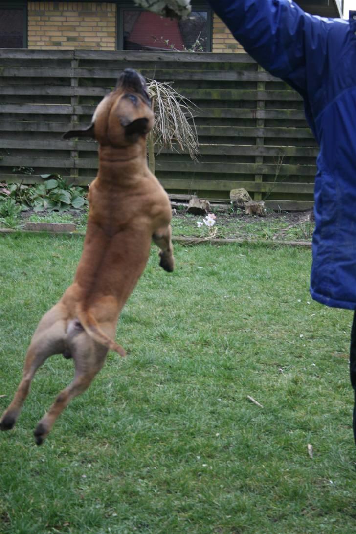 Staffordshire bull terrier Chang billede 15