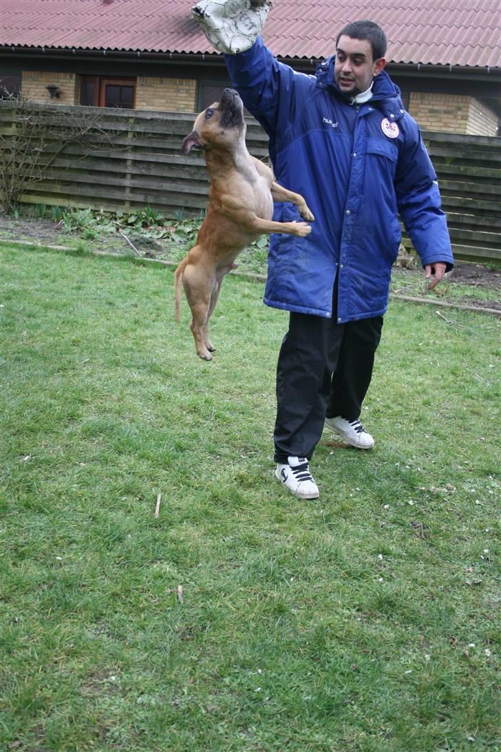 Staffordshire bull terrier Chang billede 16