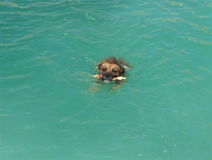 Staffordshire bull terrier Chang billede 17