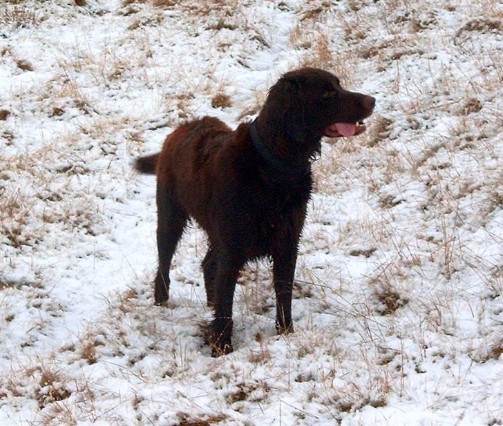 Langhåret hønsehund Annabell billede 6