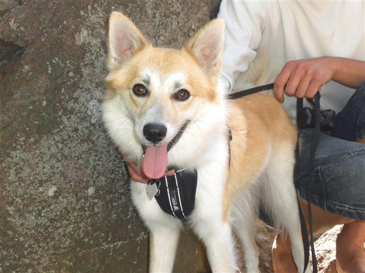 Islandsk fårehund Aiko - Aiko altid glad:D billede 1