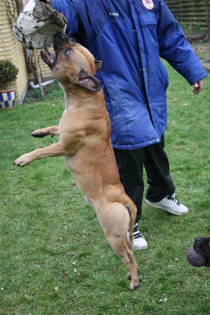 Staffordshire bull terrier Chang billede 19