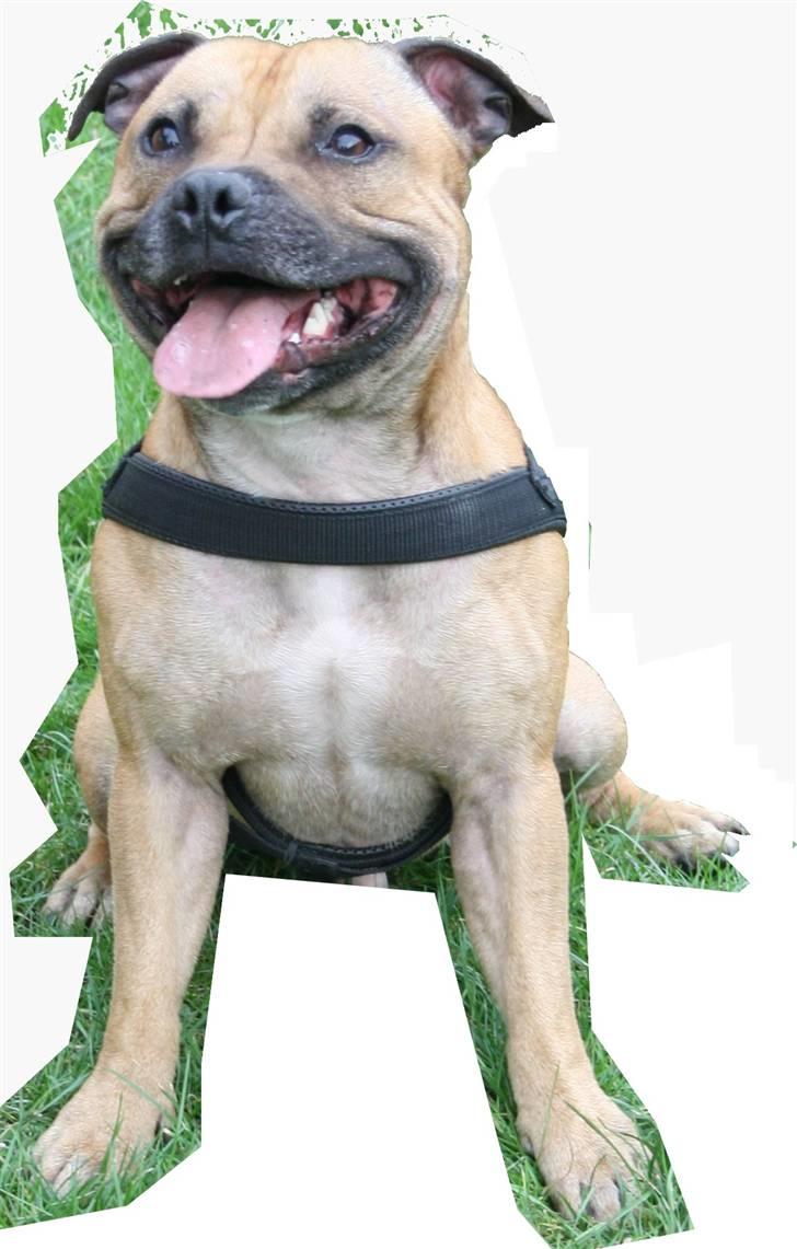 Staffordshire bull terrier Chang billede 20
