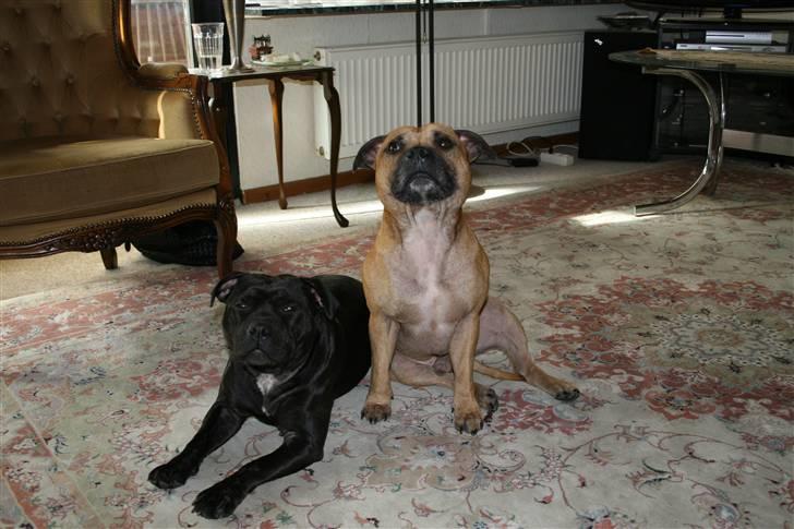 Staffordshire bull terrier Gucci billede 12