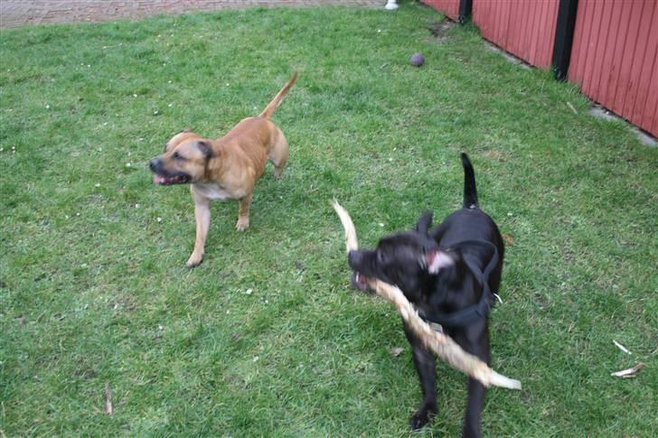 Staffordshire bull terrier Gucci billede 13