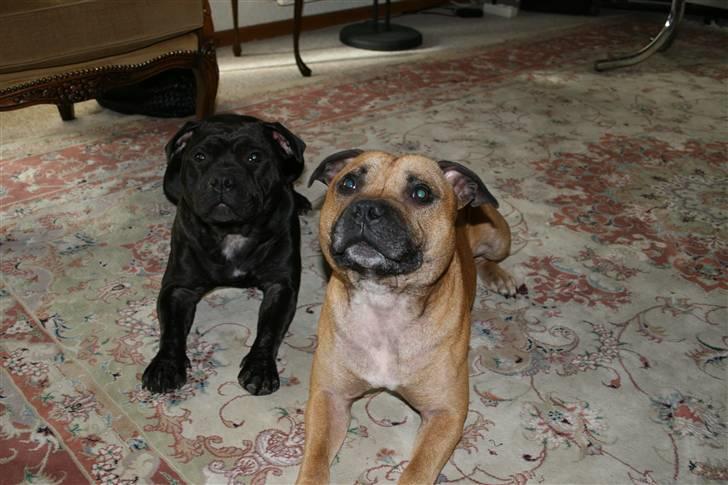 Staffordshire bull terrier Gucci billede 14