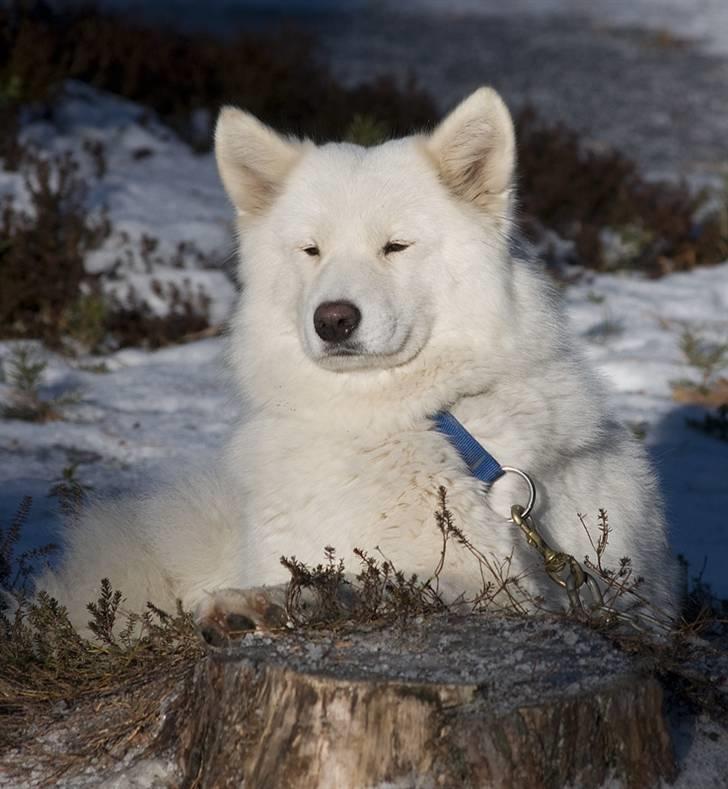 Samojedhund Audi  billede 5