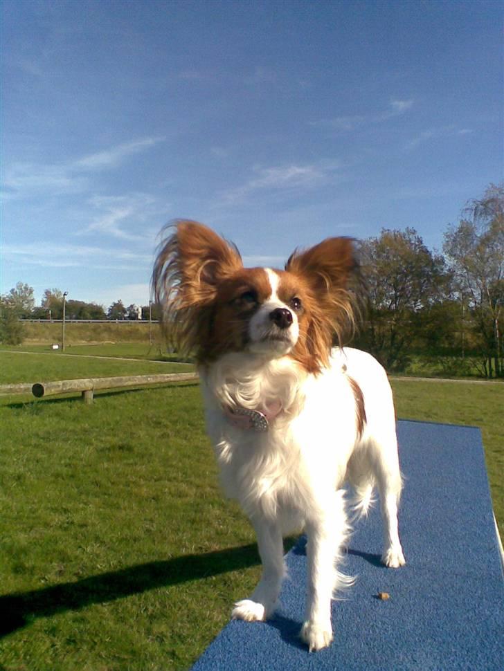 Papillon Chili - Hvad  er det som flyver deroppe? billede 19