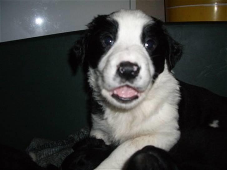 Border collie Melvin billede 1