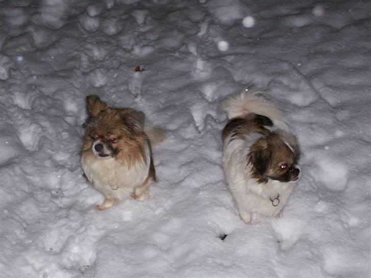 Tibetansk spaniel Nyima's Shan R*I*P billede 10