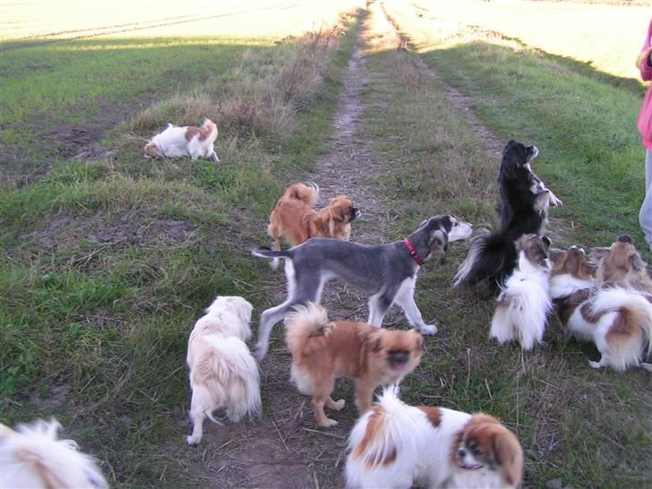 Tibetansk spaniel Nyima's Shan R*I*P billede 11