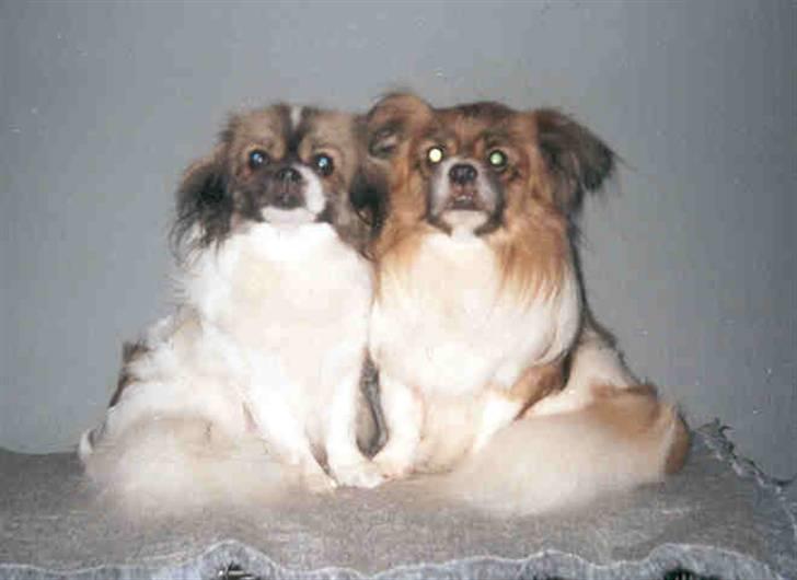 Tibetansk spaniel Nyima's Shan R*I*P billede 12