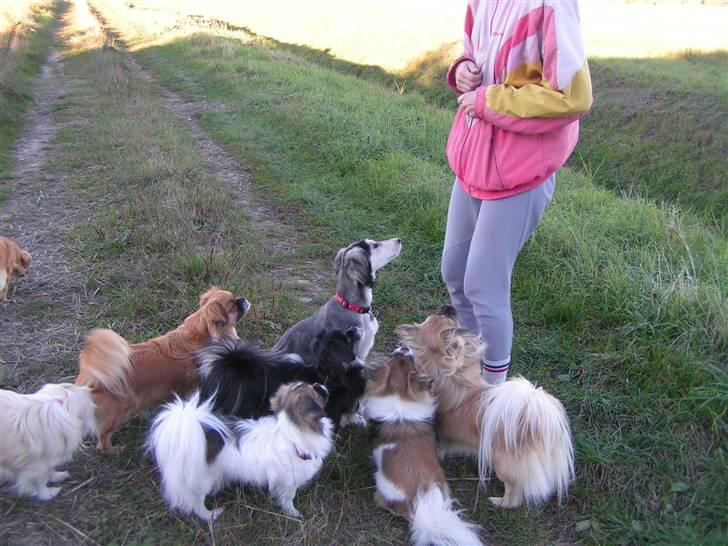 Tibetansk spaniel Nyima's Shan R*I*P - Får vi så snart den godbid? Hva? billede 13