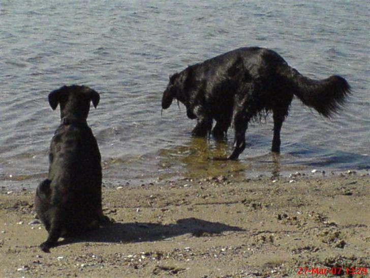 Blanding af racer Zaco billede 19