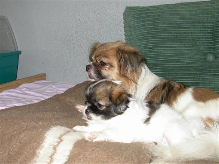 Tibetansk spaniel Nyima's Shan R*I*P billede 14