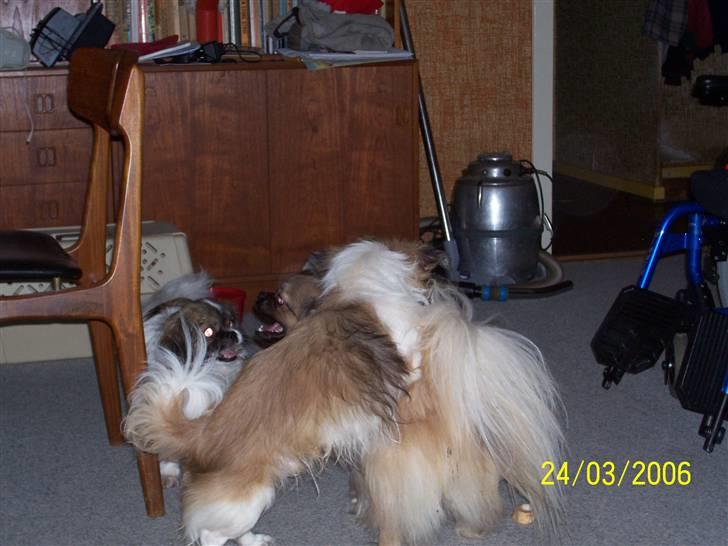 Tibetansk spaniel Desse (Sommerlyst) - Rent kaos med 2 hanner og en løbetid. billede 14