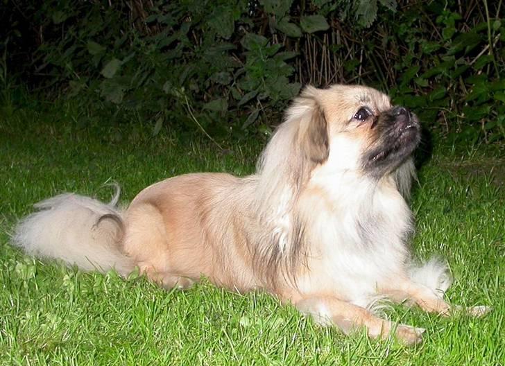 Tibetansk spaniel Desse (Sommerlyst) billede 15