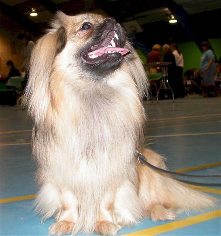 Tibetansk spaniel Desse (Sommerlyst) billede 16