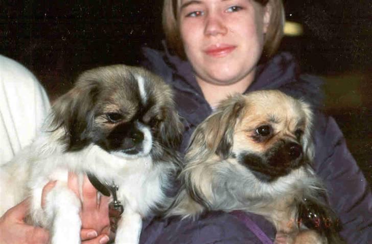 Tibetansk spaniel No-Ma (Sommerlyst) - No-Ma og hendes søster billede 13