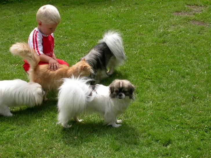 Tibetansk spaniel No-Ma (Sommerlyst) billede 14