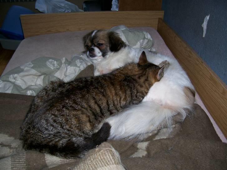 Tibetansk spaniel No-Ma (Sommerlyst) - Den søde lille killing skal da lige have en tår mælk. Skøre dyr :) billede 15