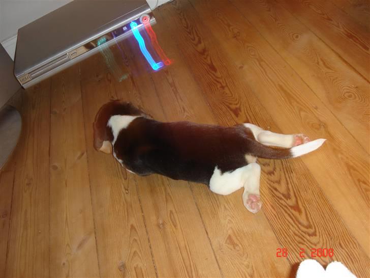 Beagle Kosmo billede 12