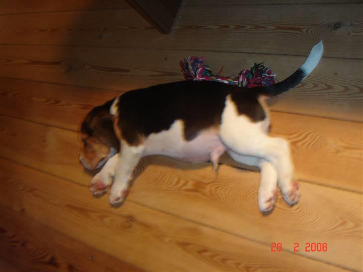 Beagle Kosmo billede 13