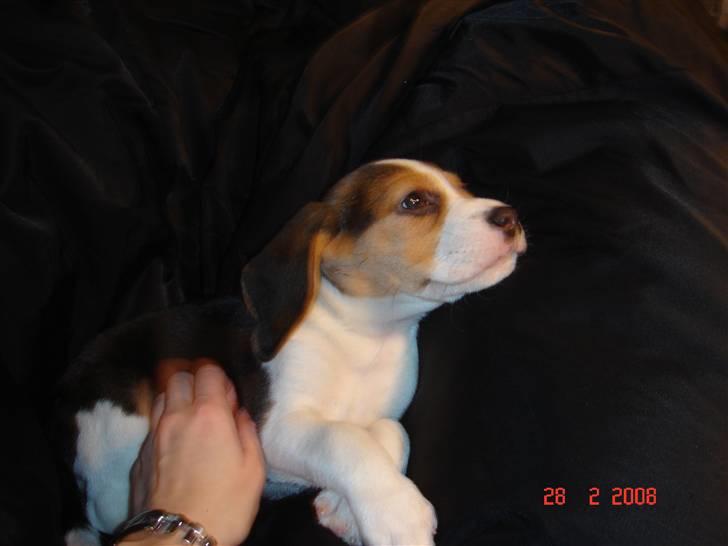 Beagle Kosmo billede 14