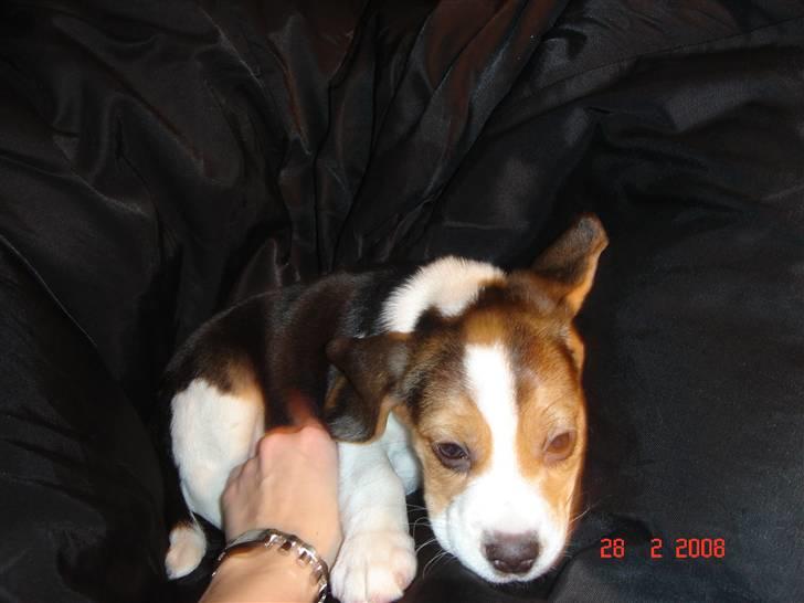 Beagle Kosmo billede 15