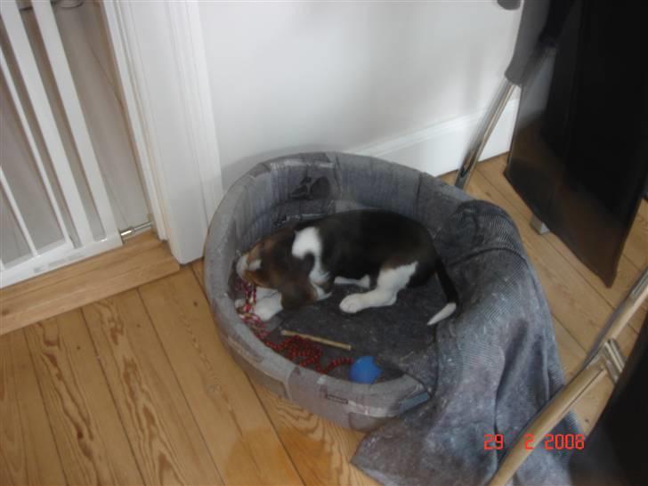 Beagle Kosmo billede 16