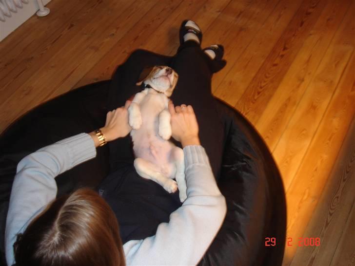 Beagle Kosmo billede 17