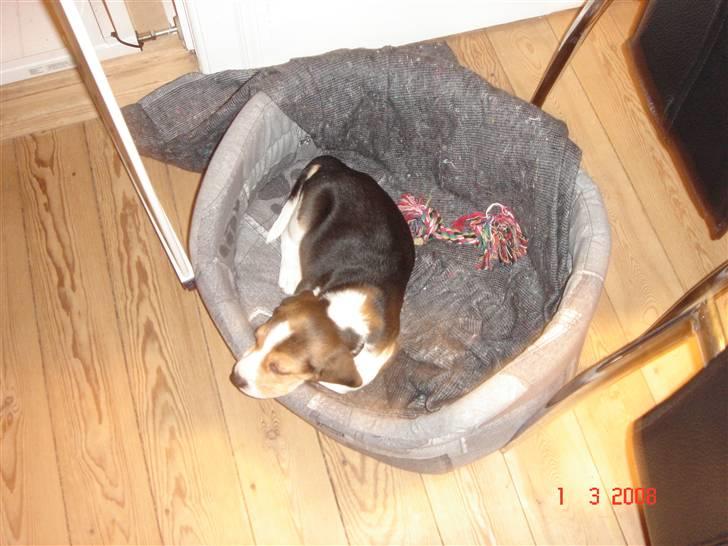 Beagle Kosmo billede 18