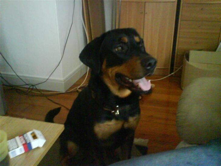 Blanding af racer bamse billede 2