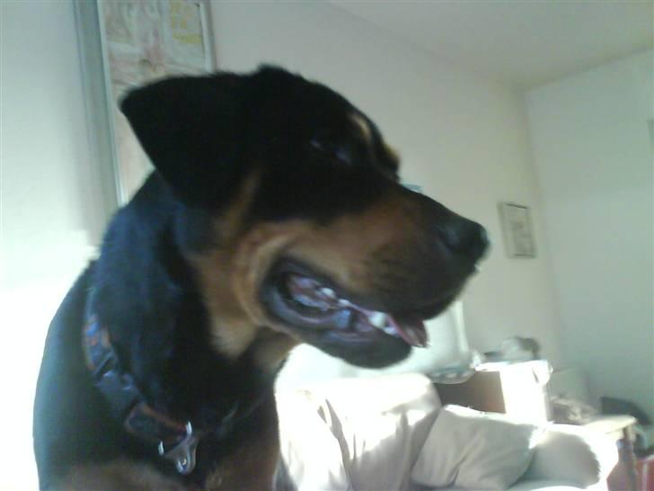 Blanding af racer bamse billede 3