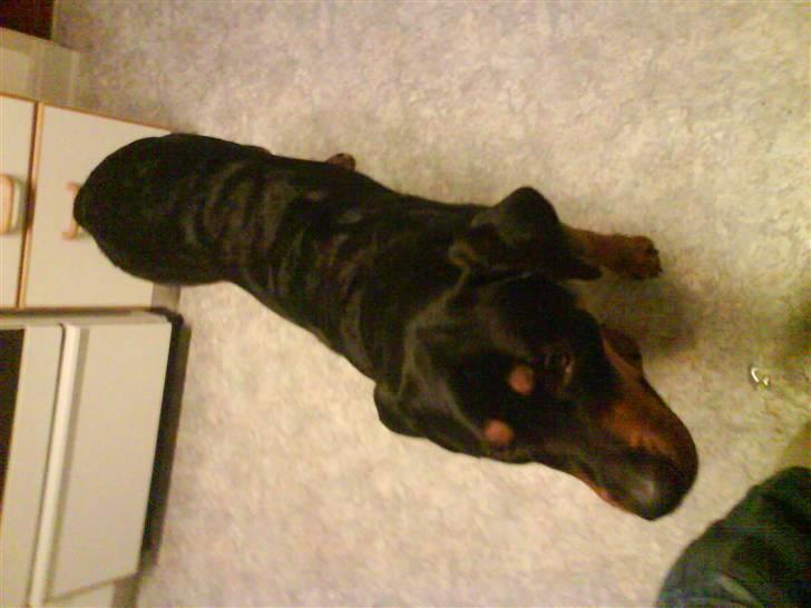 Blanding af racer bamse billede 4