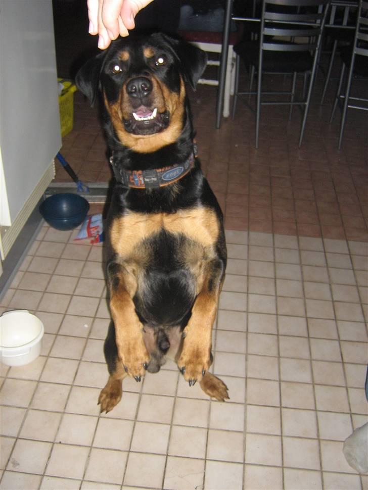 Blanding af racer bamse billede 5