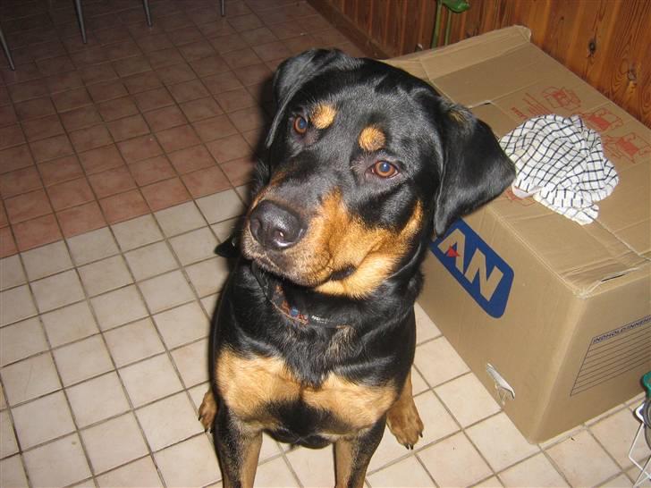 Blanding af racer bamse billede 6